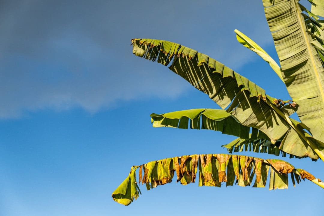 Mehrere Palmblätter vor blauem Himmel