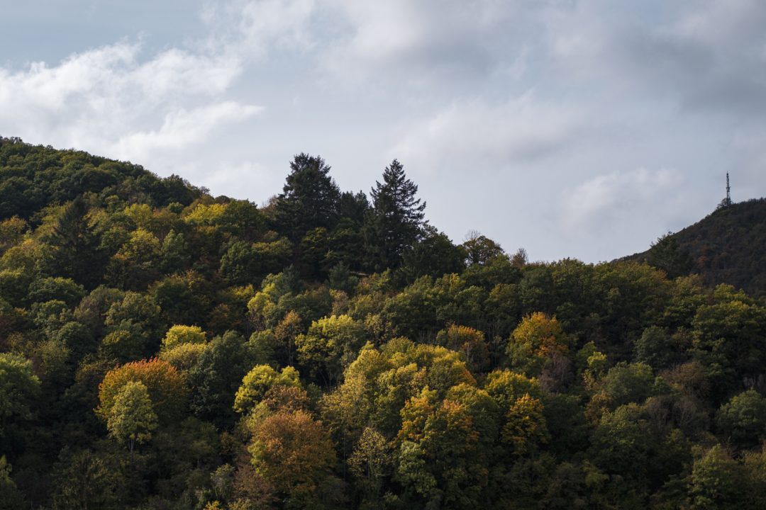 Baumkronen im Wald die teilweise in verschiedenen Gelb- und Orangetönen gefärbt sind