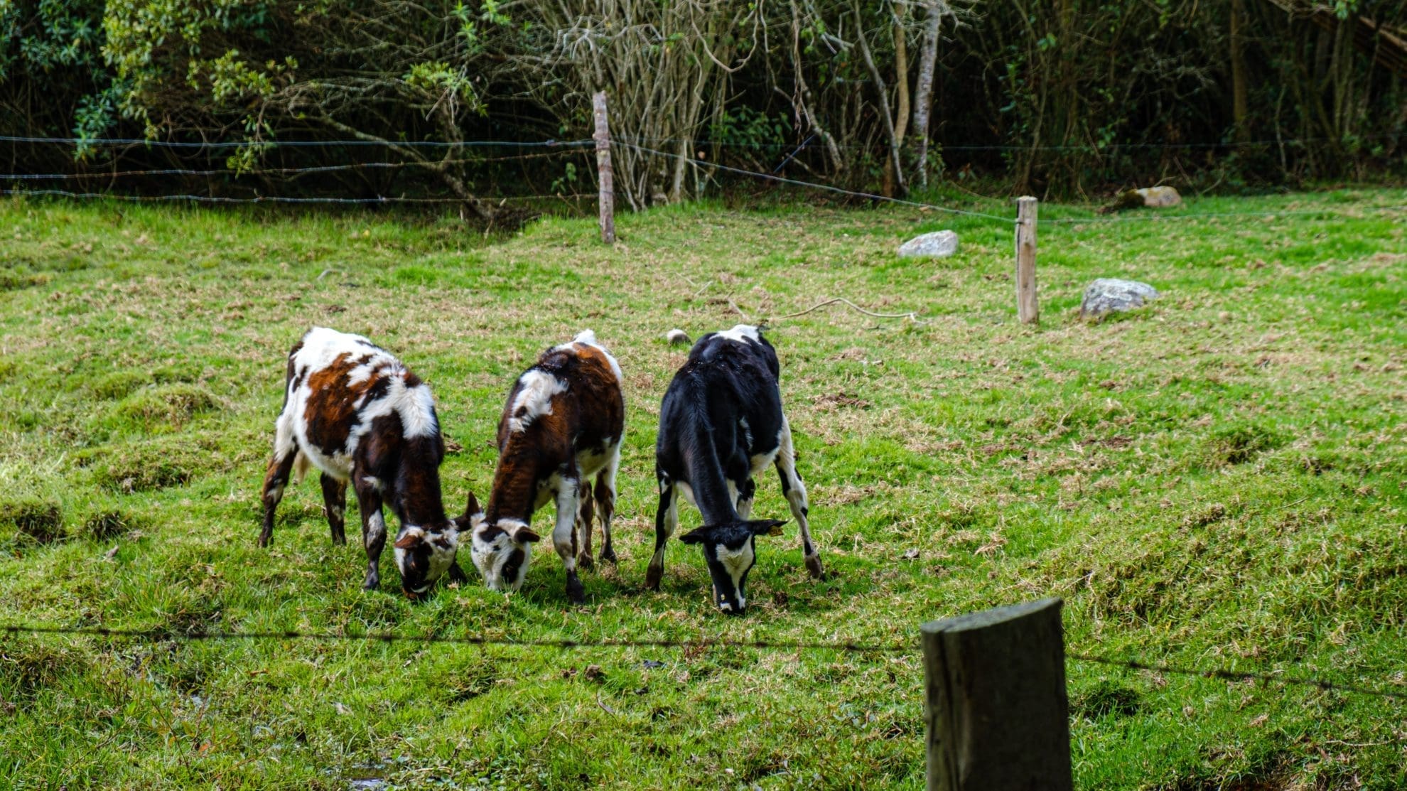 Drei weiß gefleckte Kühe stehen auf einer Wiese und fressen Gras