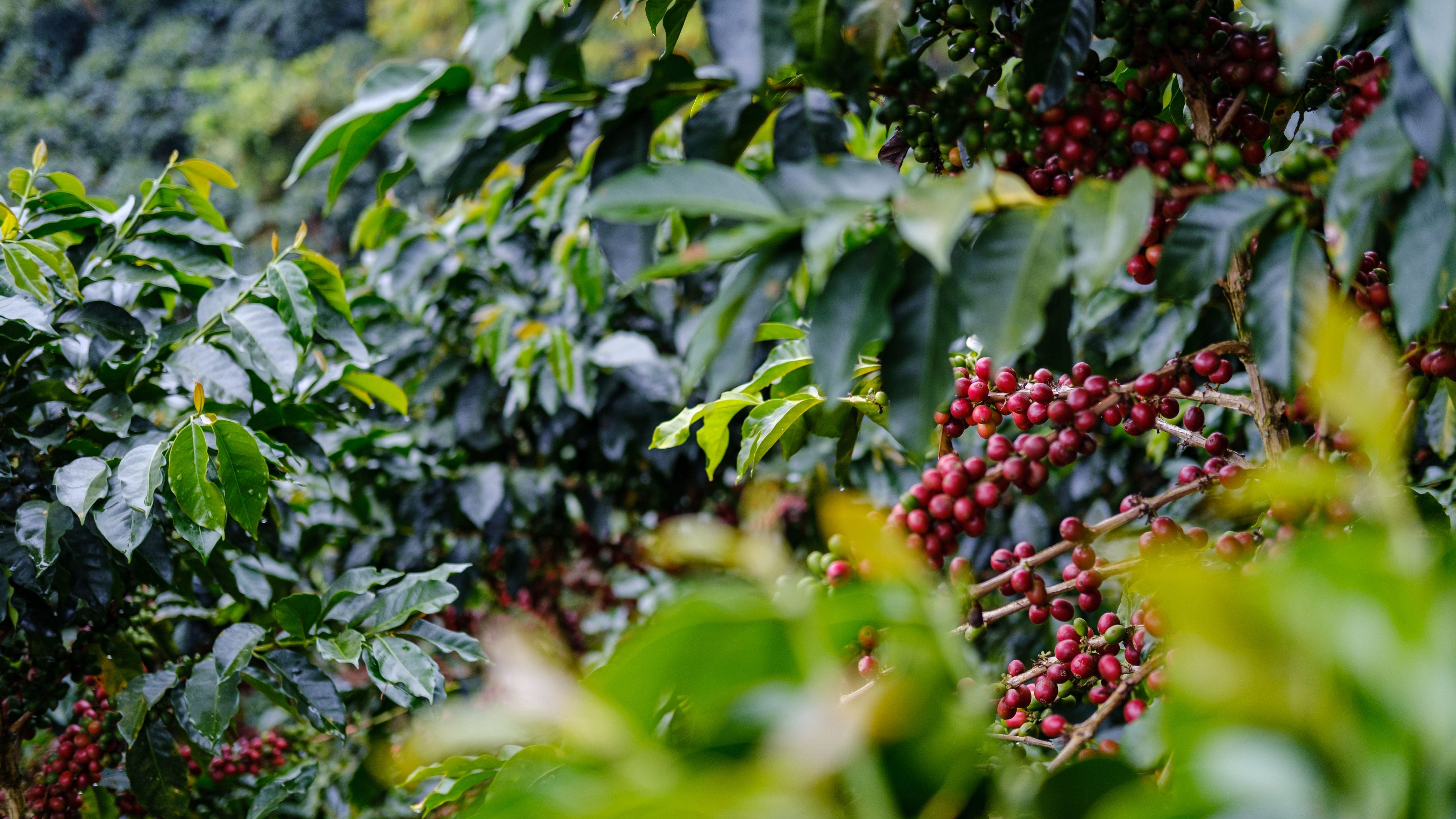 An den Ästen einer Kaffeepflanze hängen viele reife und rote Kaffekirschen