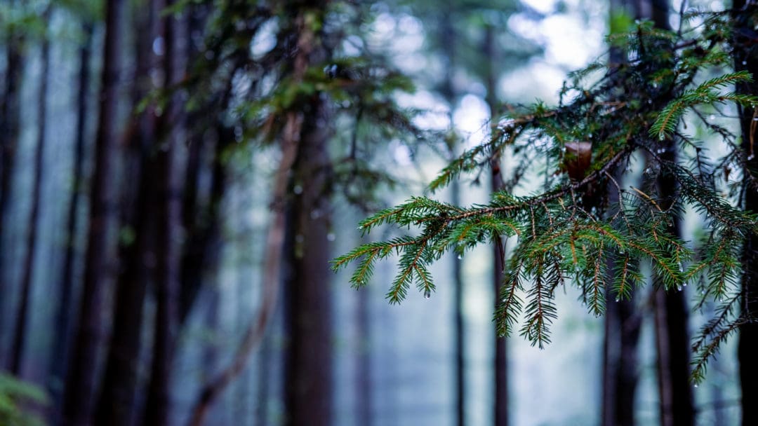 Ein Zweig eines Nadelbaums Wald mit vereinzelten Wassertropfen