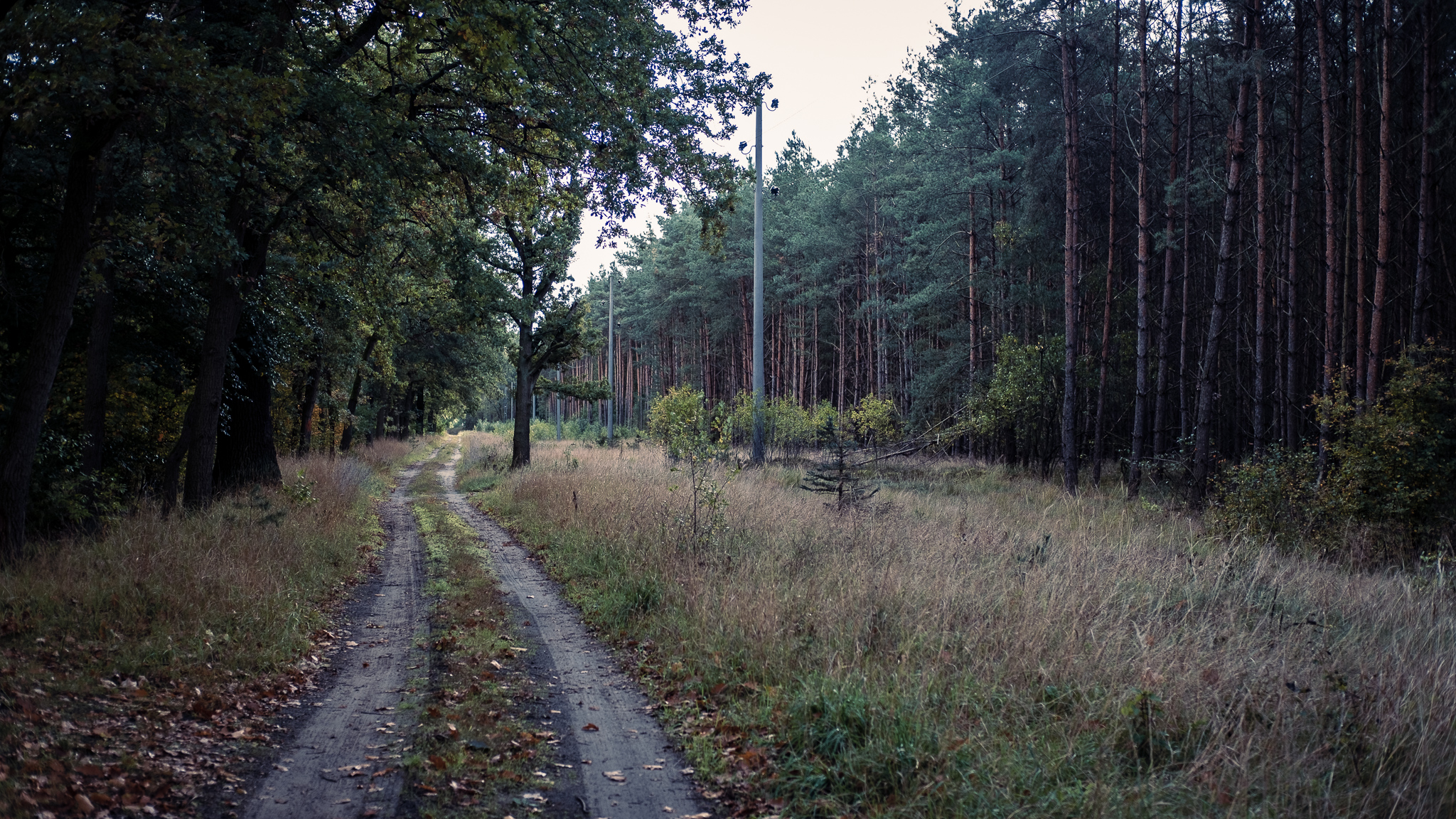 Ein zweispuriger Weg entlang einer Stromtrasse durch den Wald.