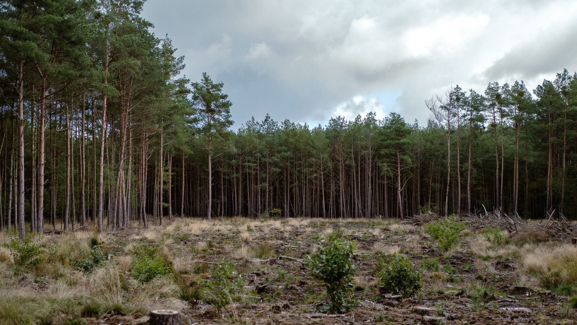 Karger Waldboden mit einigen vertrockneten Grasbüscheln auf einer kahl geschlagenen Lichtung im Kiefernwald