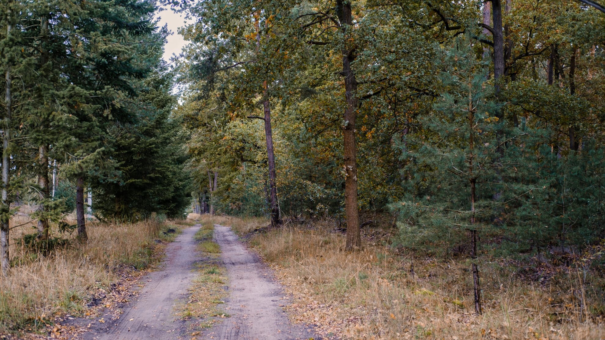 Ein zweispuriger Waldweg führt in den Wald hinein, rechts und links des Weges steht trockenes Gras mit trockenem Laub, links des Weges stehen verschiedene Nadelbäume.