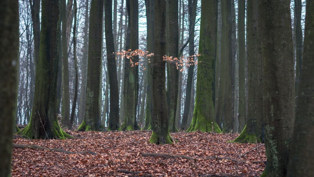 Im Wald auf vertrocknetem Laub steht ein Baum, als einziger mit zwei Ästen und Laub daran.