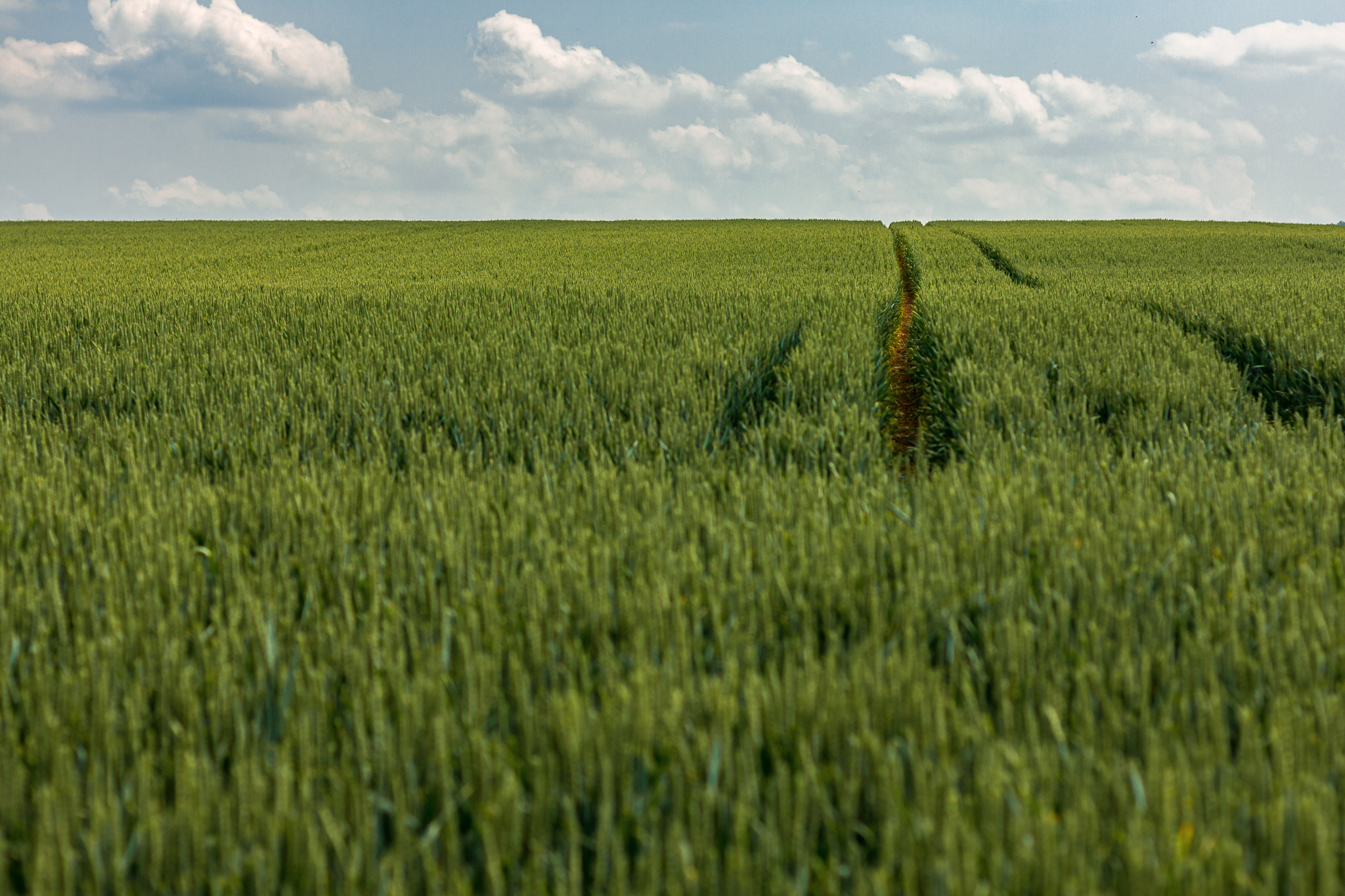 Ein grünes Kornfeld zieht sich bis zum Horizont, rechts verlaufen zwei Spuren für Traktoren.
