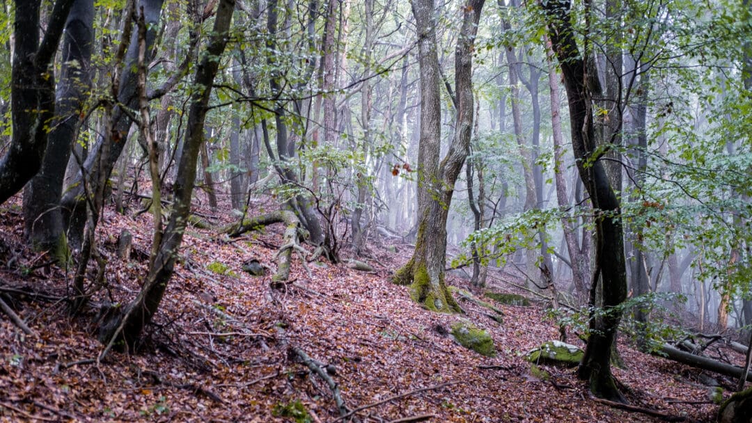 Ein Baum steht im Licht im Nebel im Wald, der Waldboden ist mit Laub und altem Holz bedeckt