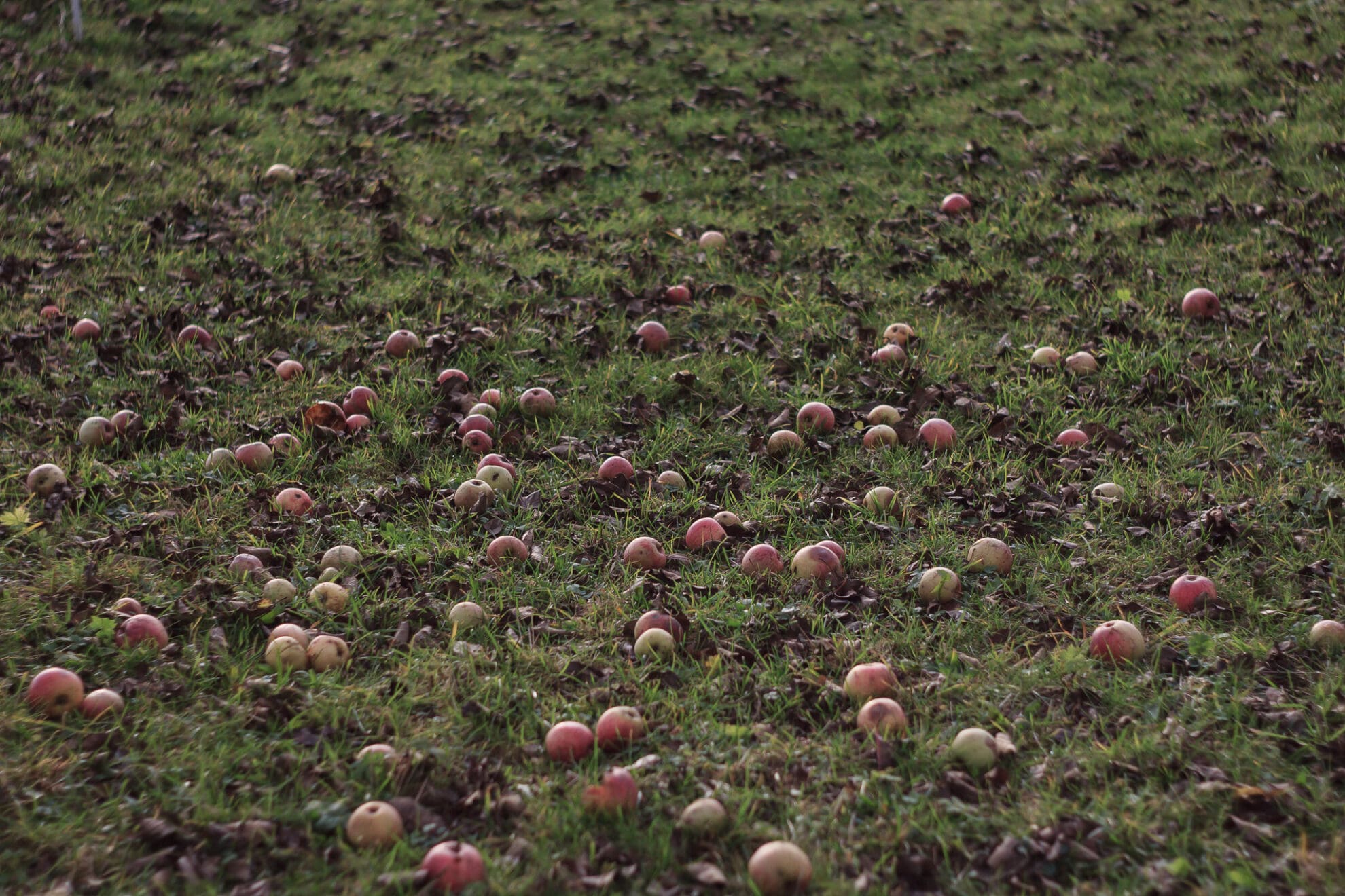 Auf einer Wiese verteilt liegen viele reife und überreife Äpfel im sich verdunkelnden Abendlich im Gras.