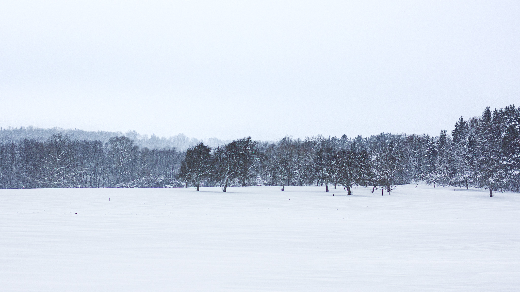 Weiß verschneite Wiese mit verschneitem Wald im Hintergrund, im Vordergrund stehen vereinzelte weiße Obstbäume.