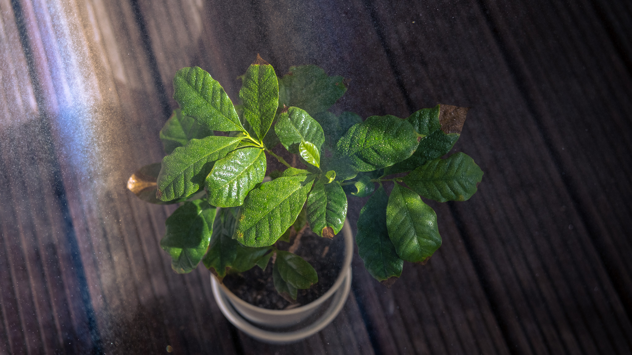 Grüne Blätter einer Kaffeepflanze schimmern grün, sie umgibt ein Nebel aus feinen Wassertröpfchen in denen die Sonne das Licht verschiedenfarbig reflektiert.